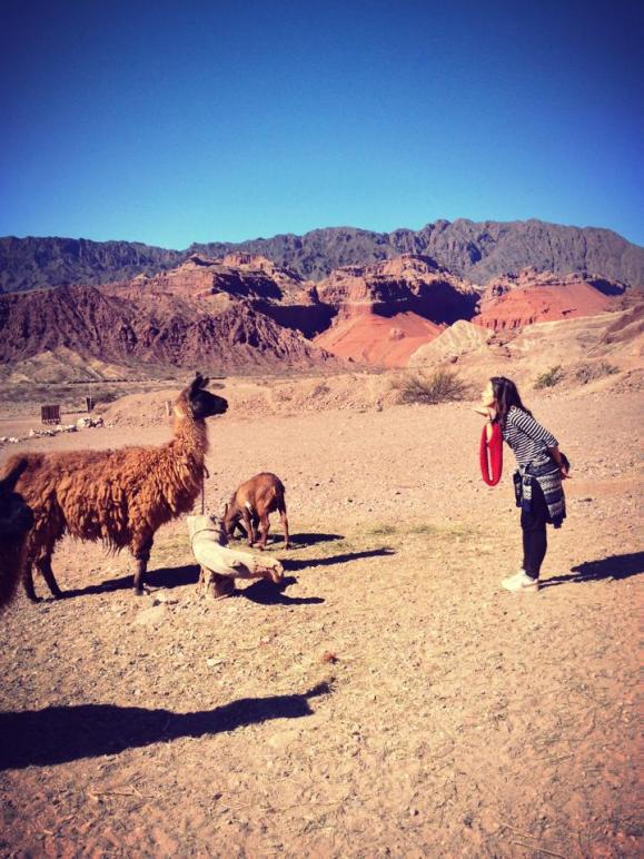 Lamas, nord de l'Argentine, frontière Bolivie, amérique du sud, latine