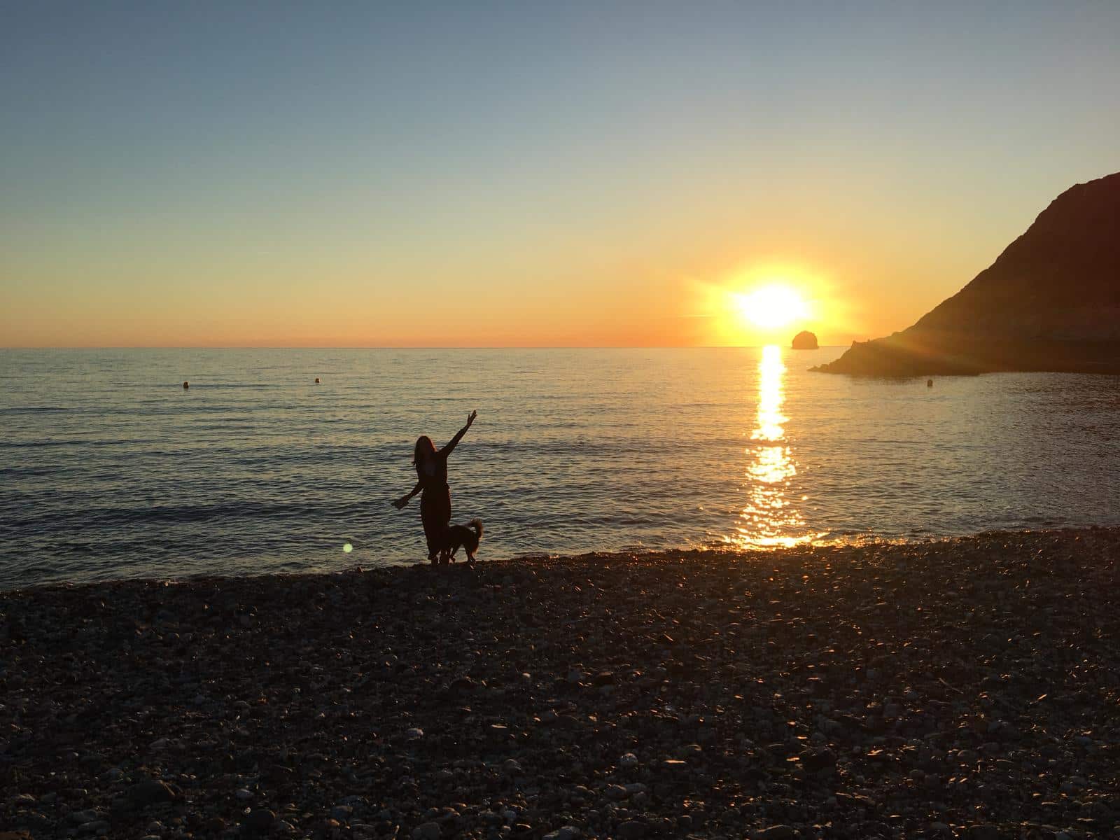 chien avion soute voyage