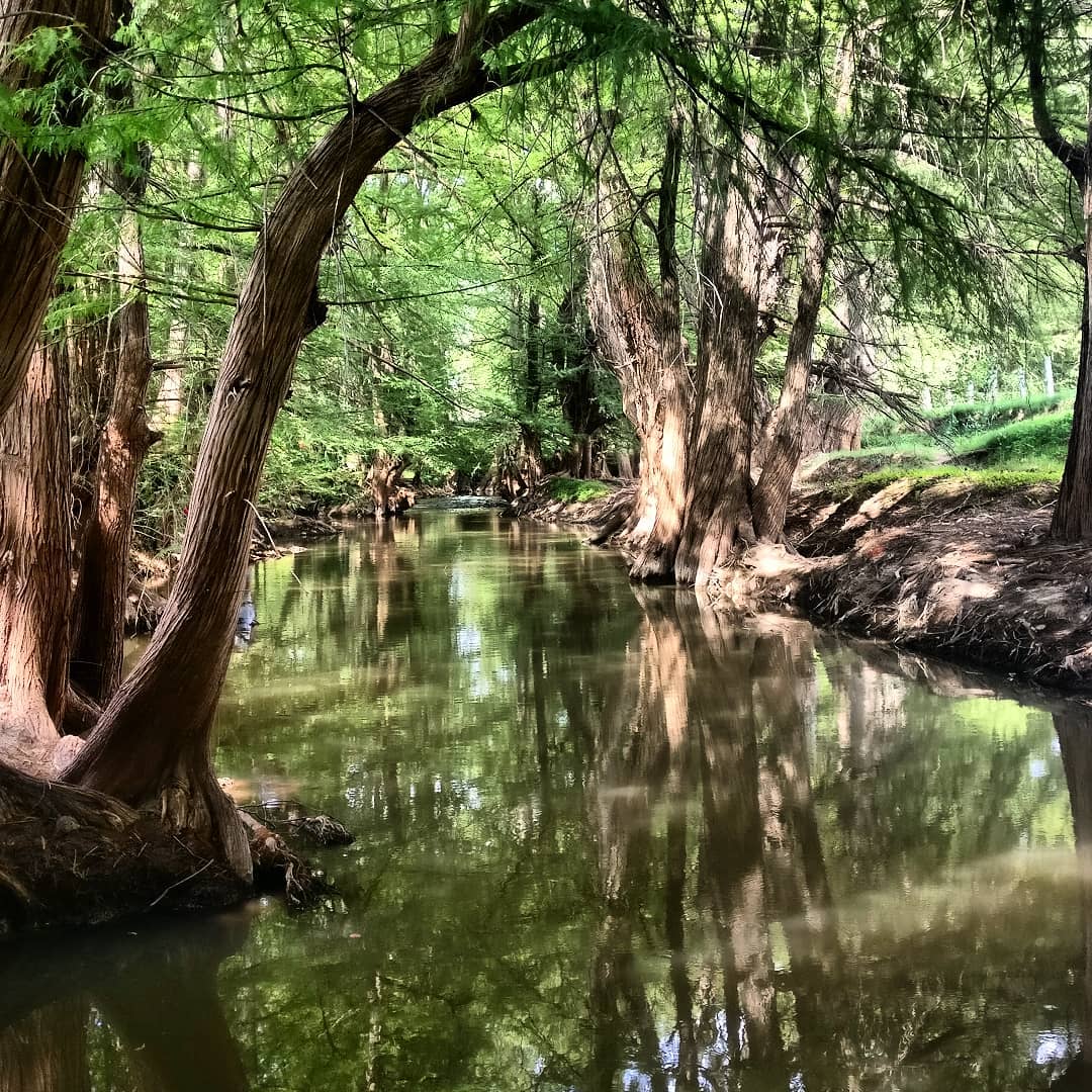 forêt nature citation homme