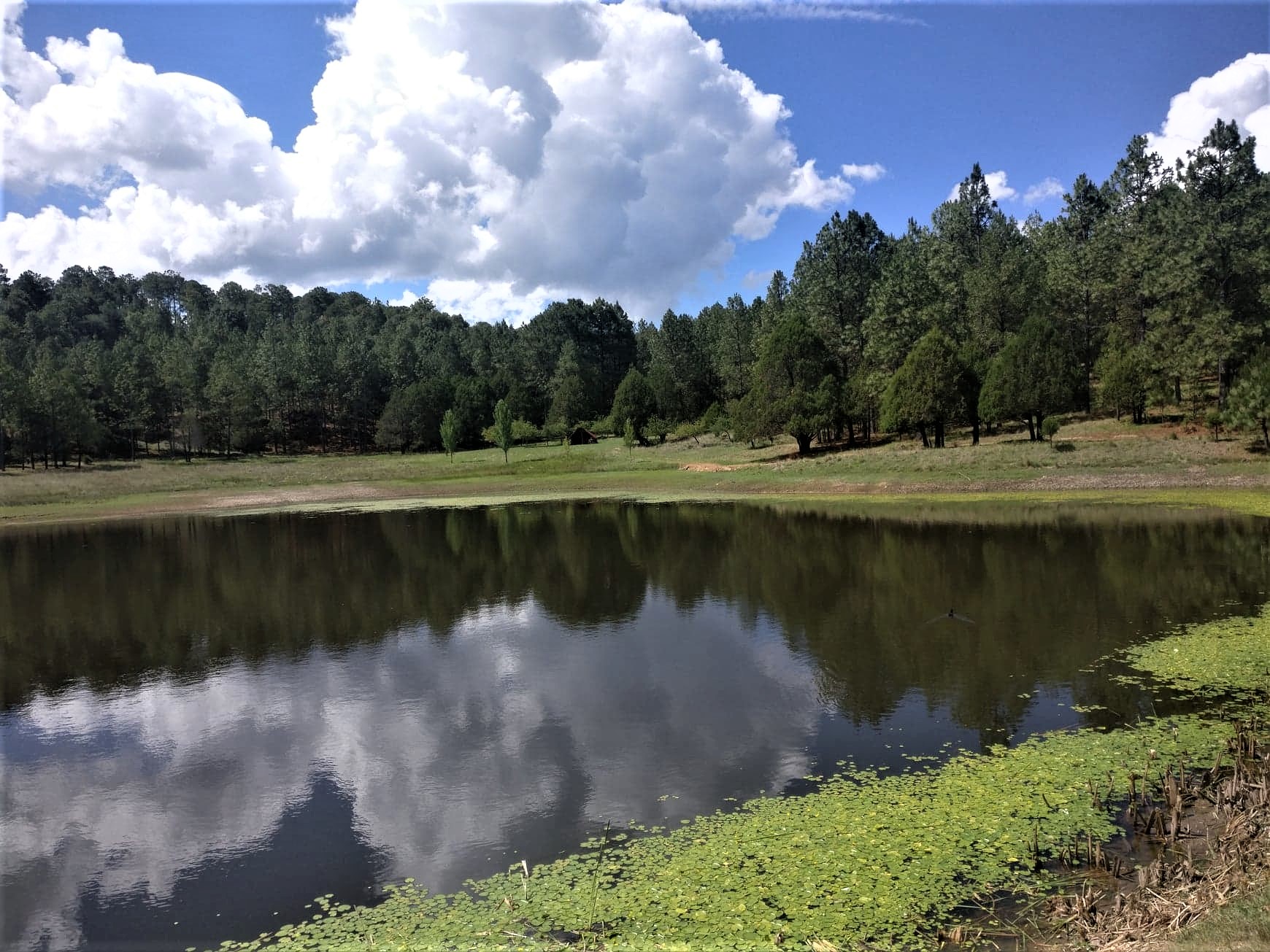 molinillos durango mexique montagne