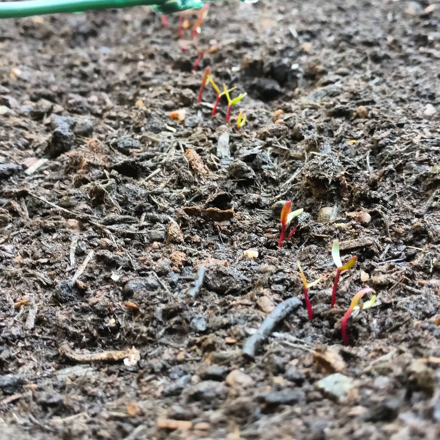potager jardin urbain légumes fruits appartement maison paris fenêtre