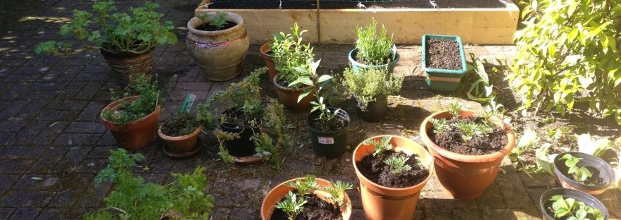 potager jardin urbain légumes fruits appartement maison