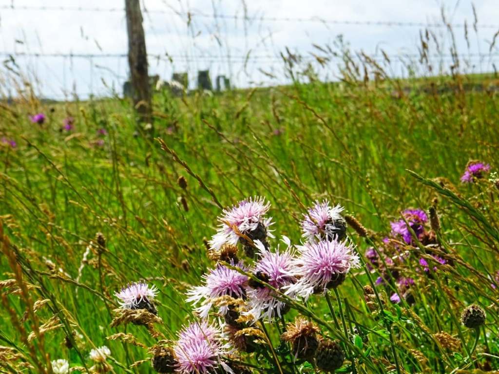 visiter stonehenge sans payer, stonehenge gratuit