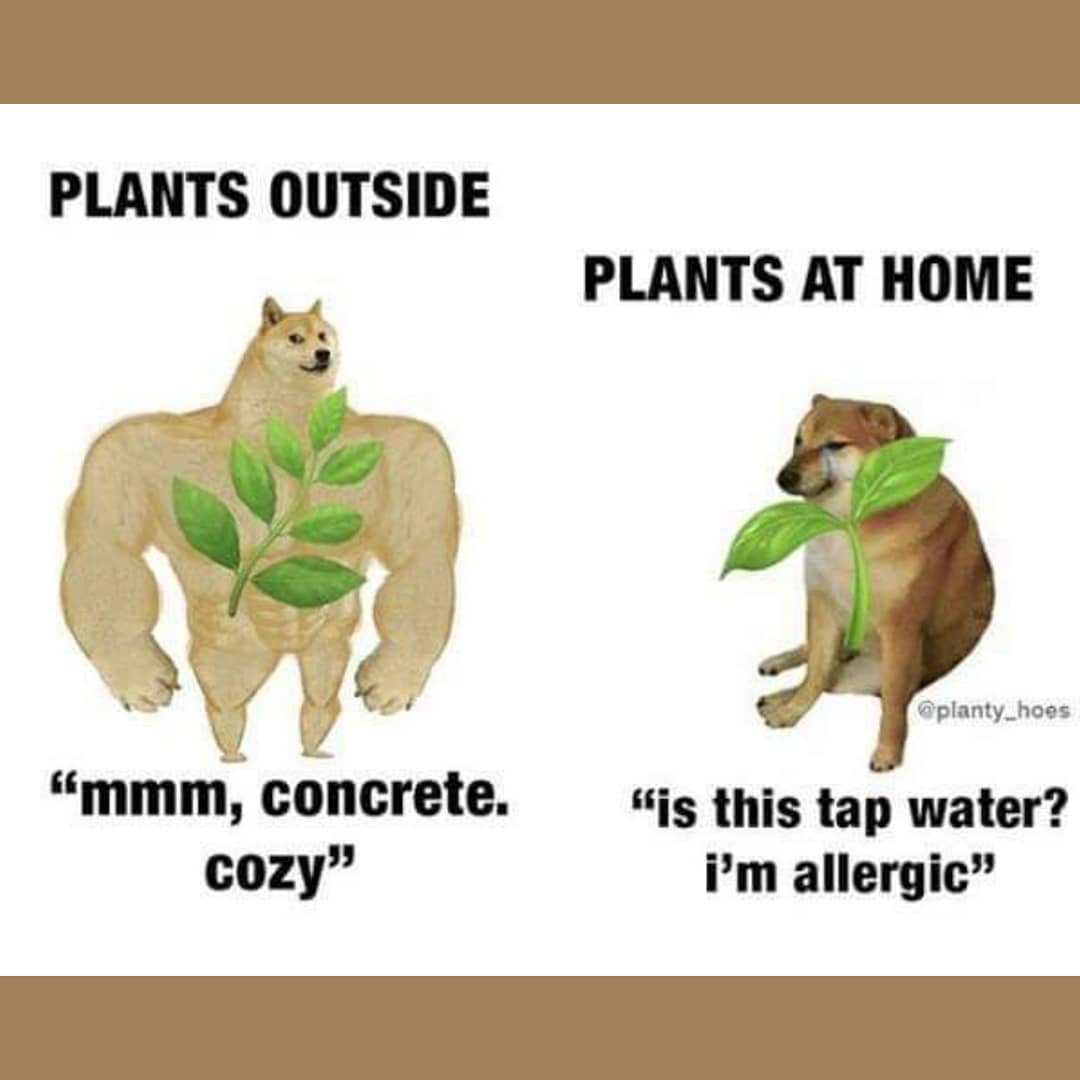 meme jardinage jardin plante drôle image