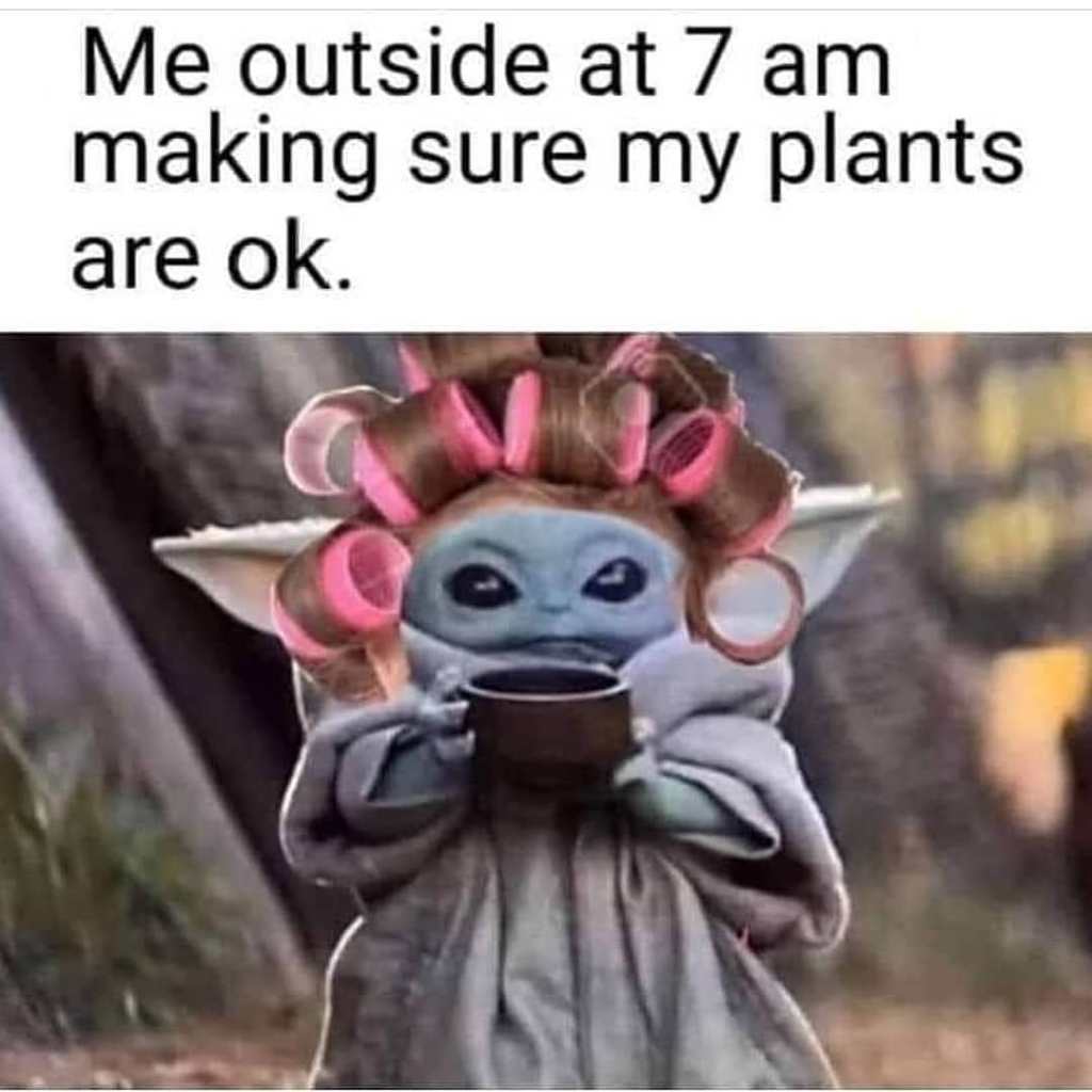 plante jardinage meme drôle image