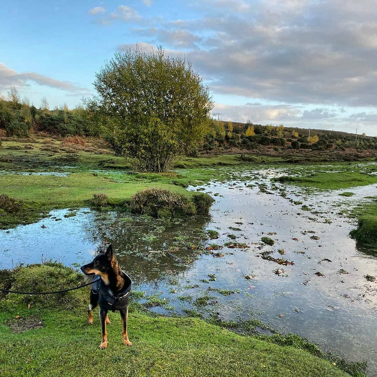 burley new forest angleterre sorcière hanté fantôme hampshire randonnée marche