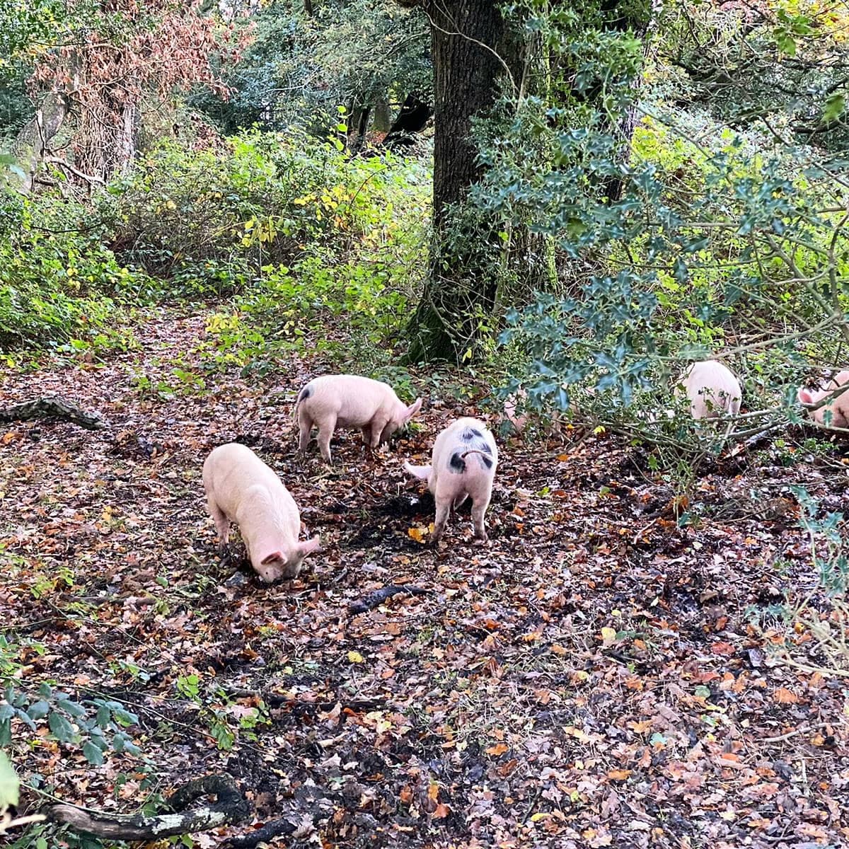 new forest cochons chevaux animaux burley
